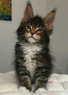 a small kitten sitting on top of a bed