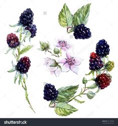 berries and flowers painted with watercolors on white paper stock photo - image 3497