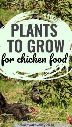 chickens in the grass with text overlay that reads plants to grow for chicken food