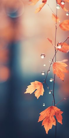 water droplets are hanging from the branches of an autumn tree