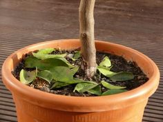 a potted plant with a small tree in it