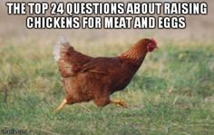 a brown chicken walking across a grass covered field next to a sign that says the united egg produces estimates that 5 % of u s egg production is either cage free or organic