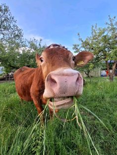 a brown cow eating grass on top of a lush green field