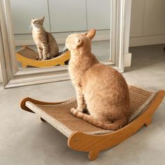 a cat is sitting on a chair looking at itself in the mirror