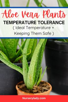 aloe vera plants with text overlay that reads aloe vera plants temperature tolerance ideal temperature + keeping them safe