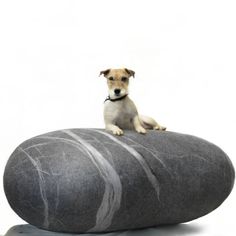 a small dog is sitting on top of a large rock that looks like it's laying down