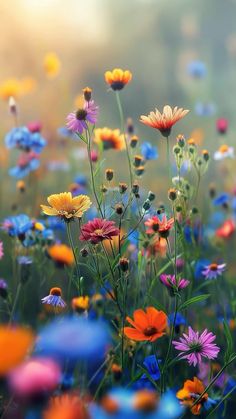 a field full of different colored flowers