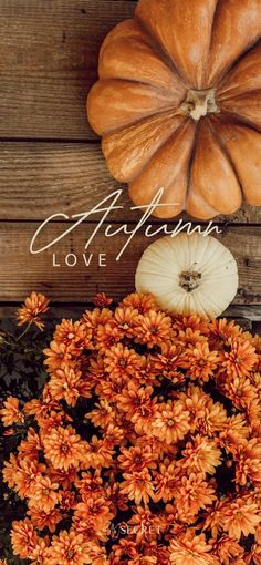 an arrangement of pumpkins and flowers with the words autumn love written above them on a wooden background