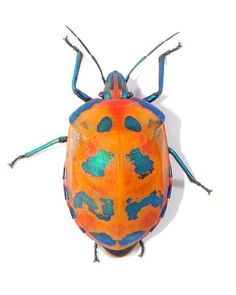 an orange and blue bug sitting on top of a white surface