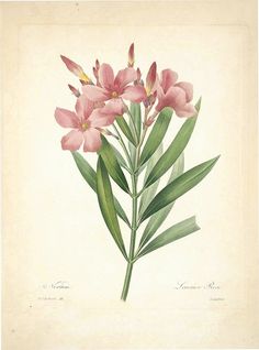 an illustration of pink flowers with green leaves on a white background, from the natural history of plants