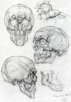 three different views of the human skull