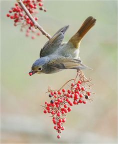 a bird is perched on a branch with berries