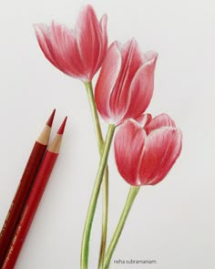 a pencil drawing of three pink tulips and one red crayon pencil