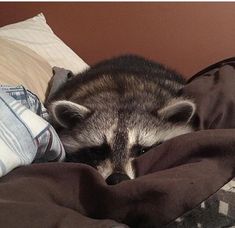 a raccoon laying on top of a bed next to pillows and blankets,