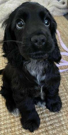 a black dog sitting on top of a bed