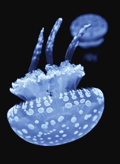 a blue jellyfish with white dots on it's body