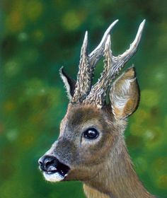 a painting of a deer with antlers on it's head