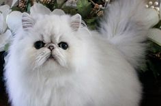 a fluffy white cat sitting on top of a table next to flowers and greenery