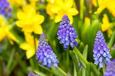 blue and yellow flowers with green stems in the foreground, surrounded by other purple and yellow flowers