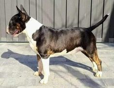 a brown and white dog standing on top of a stone floor next to a fence