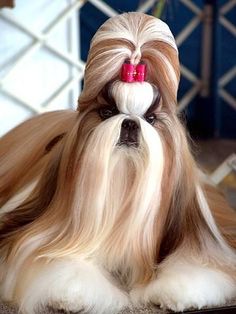 a dog with long hair and a red bow on it's head