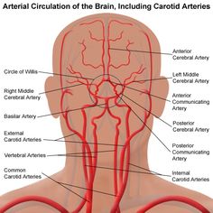 the blood vessels in the head and neck are labeled with red veins on them