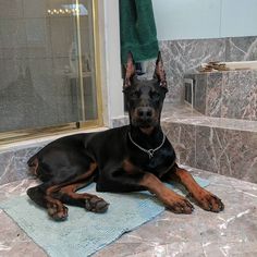 a black and brown dog laying on top of a bathroom floor next to a shower