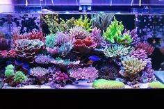 an aquarium filled with lots of colorful corals