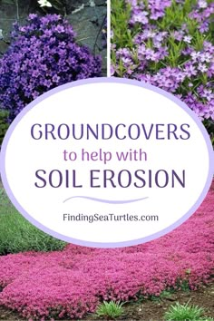 purple flowers with the words groundcovers to help with soil erision