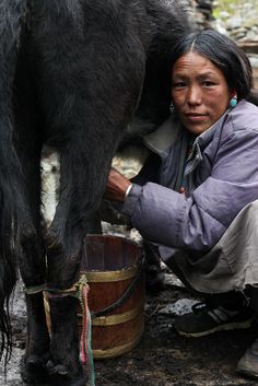 a woman is milking a black animal with a bucket in front of her on the ground