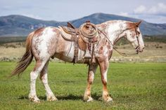 a brown and white horse standing on top of a lush green field with mountains in the background