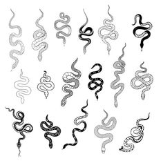 the snake and other snakes are drawn in black and white, each with different colors