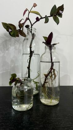 three vases with plants in them sitting on a table