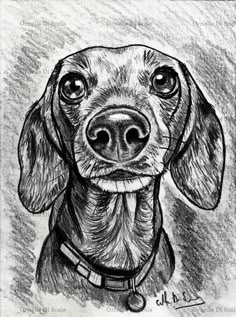 a black and white drawing of a dachshund looking up at the camera