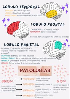 the anatomy of the human brain and its functions in different areas of the nervous system