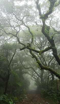 a dirt road surrounded by trees covered in green leaves and mossy branches on a foggy day