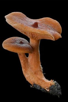 a group of mushrooms growing out of the ground