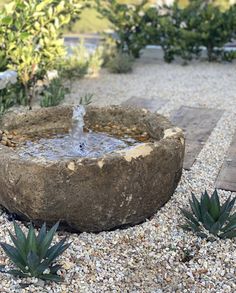 a stone bowl filled with water surrounded by plants