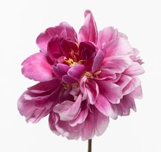 a single pink flower is shown against a white background