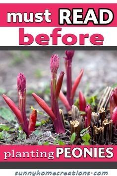 the words must read before planting peonies are in front of some pink flowers