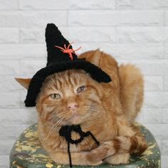 an orange cat wearing a witches hat on top of a green chair next to a white brick wall