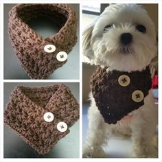 three pictures of a dog wearing a crocheted neck tie and buttoned collar