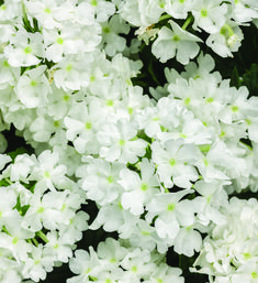 white flowers are blooming in the garden