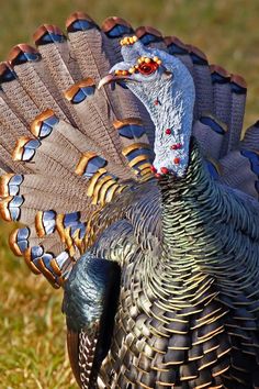 a close up of a turkey standing in the grass