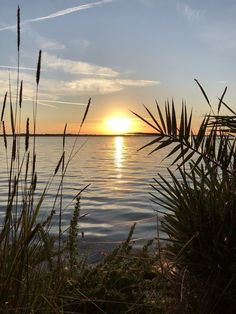 the sun is setting over the water with tall grass