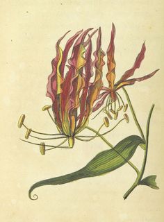 an illustration of a flower with long, thin stems