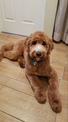 a brown dog laying on the floor next to a door