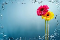 two colorful flowers in a vase with broken glass behind them on a blue background,