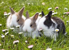 three rabbits are sitting in the grass with daisies