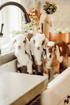 three baby goats are standing in the kitchen sink and one is looking at the camera